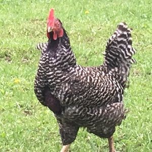 Meet your Posher, Larae